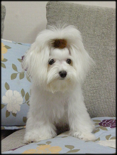 똘이 이미지