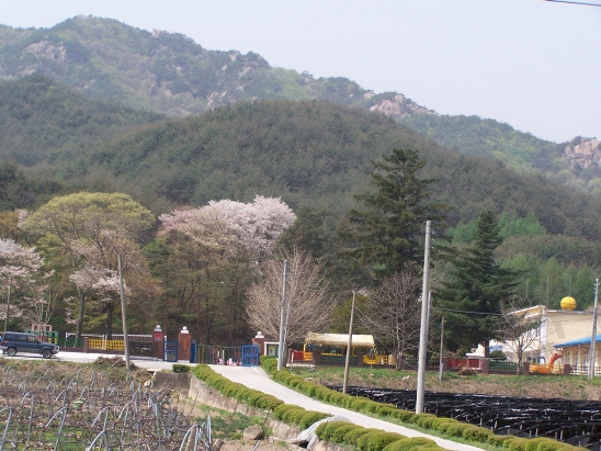 화북초등학교 이미지