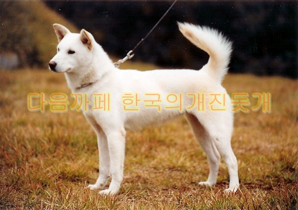 국희 이미지